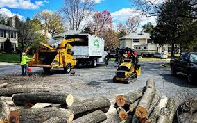 Best Palm Tree Trimming  in Sauk Vlage, IL